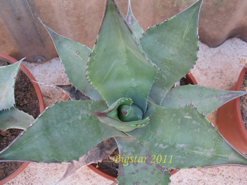 agave scabra