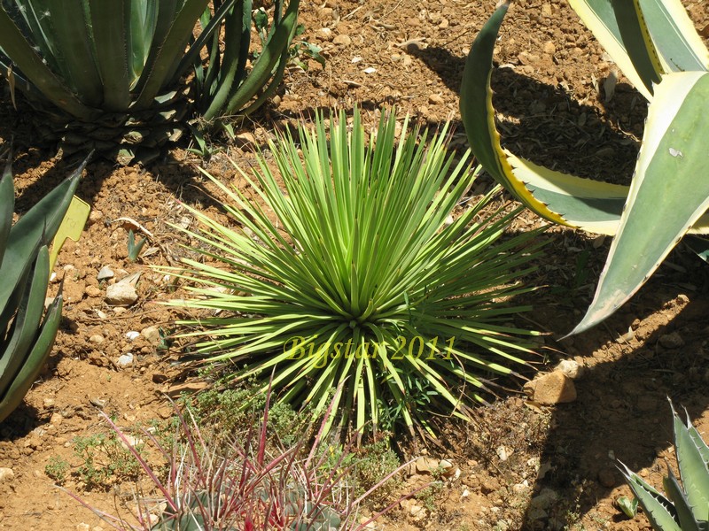 Agave stricta f. nana 