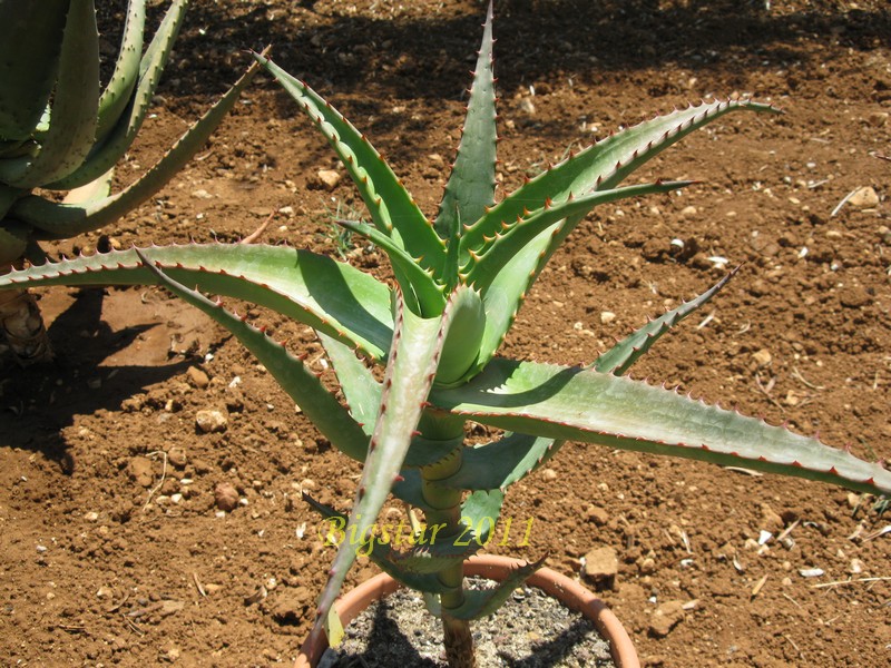 Aloe africana 