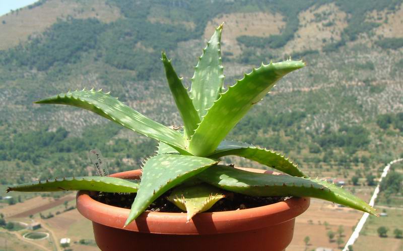 Aloe microstigma 