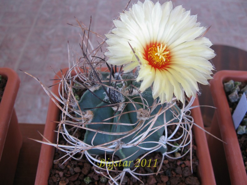 Astrophytum capricorne v. crassispinum 