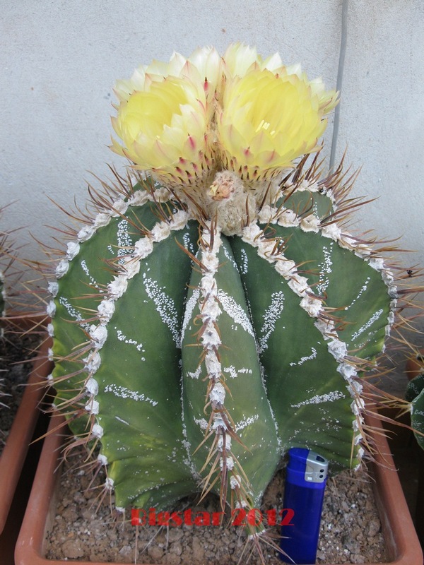 Astrophytum ornatum 