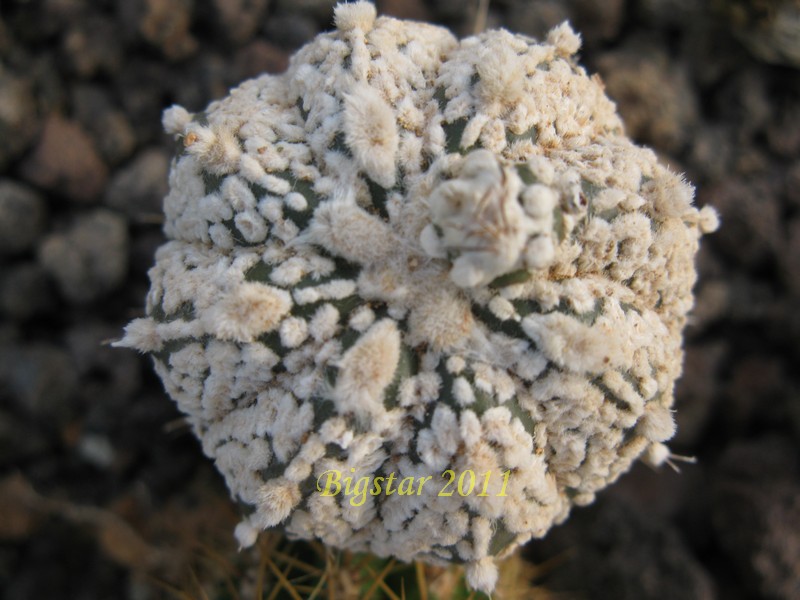 Astrophytum asterias cv. super kabuto hanazono 