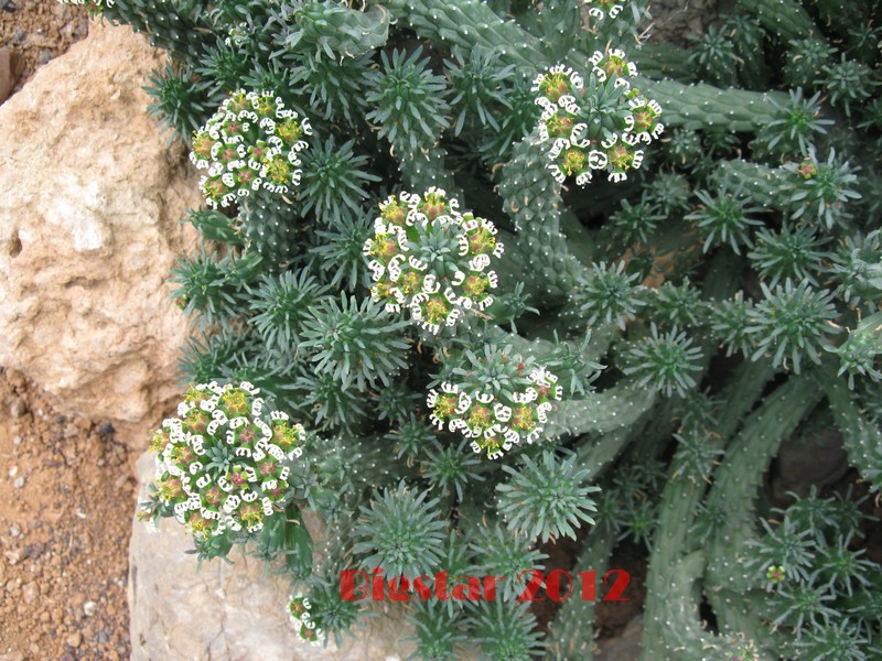 Euphorbia caput-medusae 