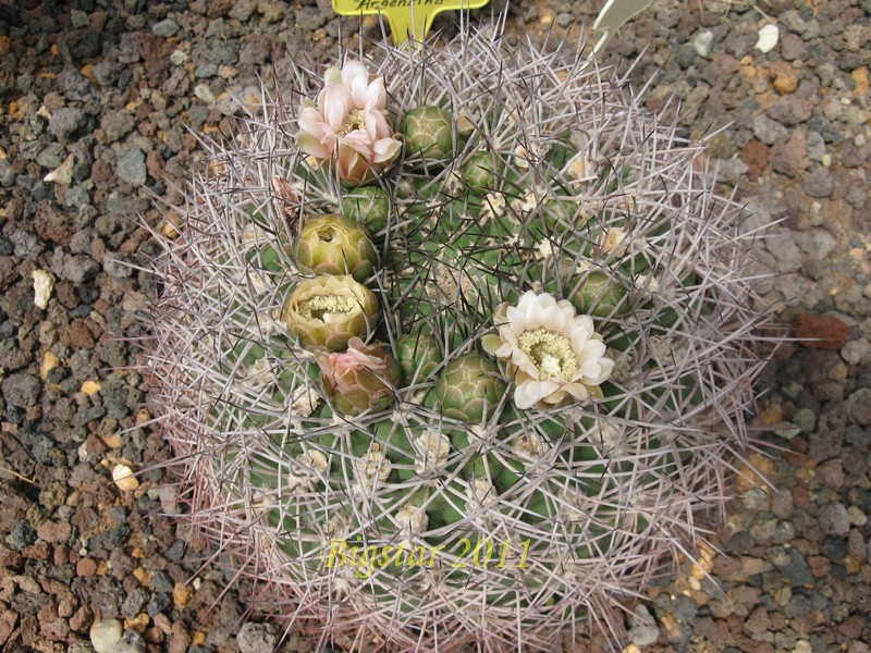 Gymnocalycium saglionis 