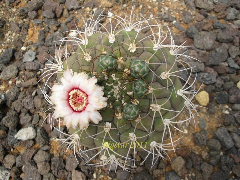 Gymnocalycium pflanzii v. albipulpa 