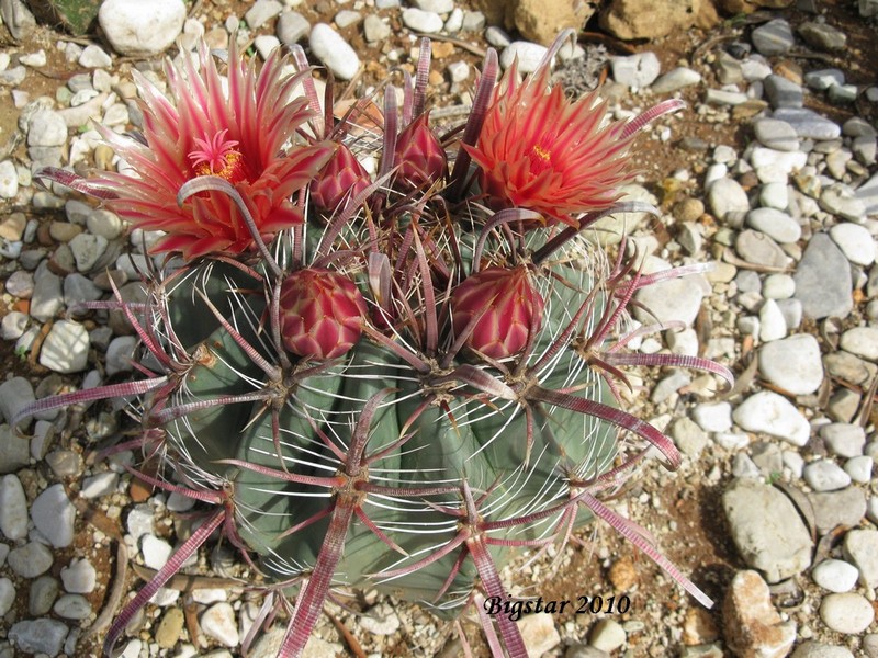 Ferocactus peninsulae v. townsendianus 