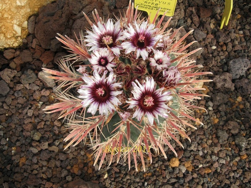 Ferocactus recurvus AFR 8