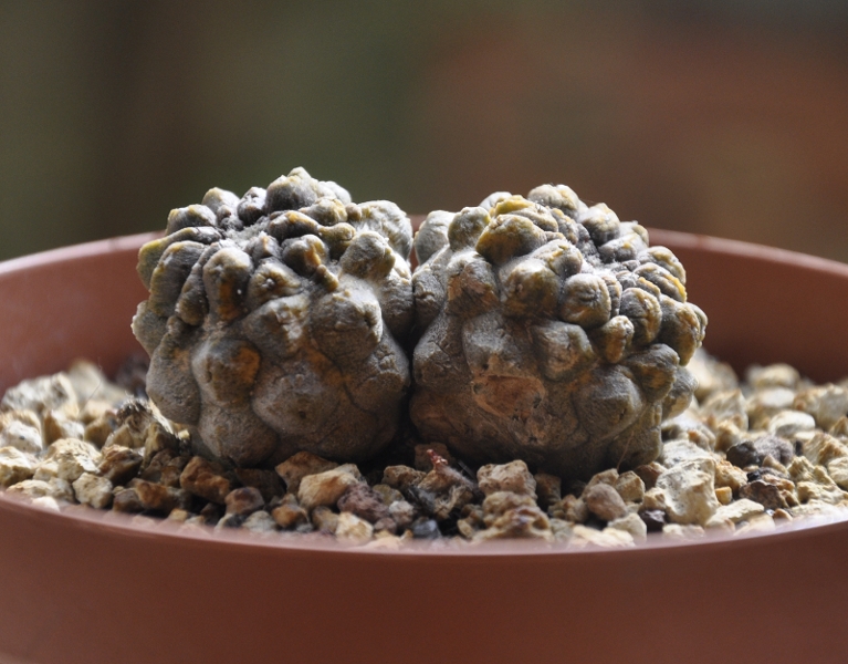 Copiapoa hypogaea 