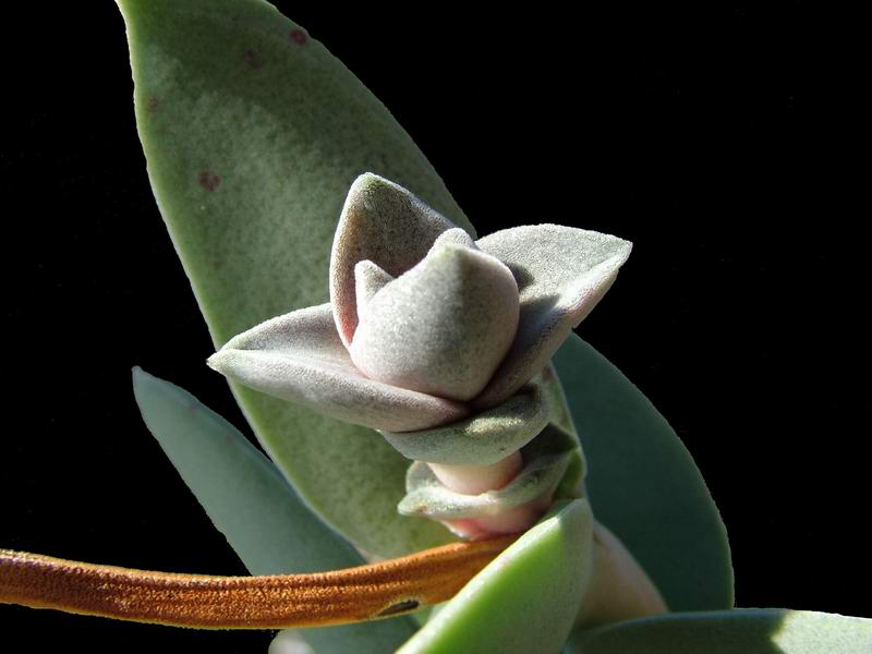 Crassula perfoliata v. falcata 