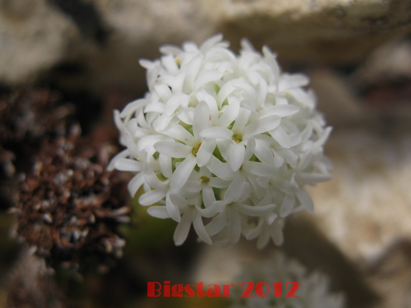 Crassula pyramidalis 