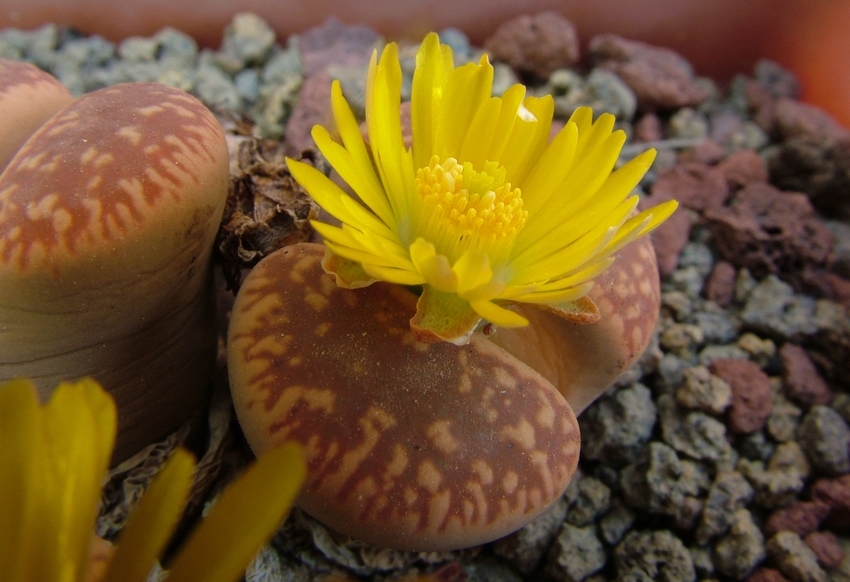 Lithops aucampiae 