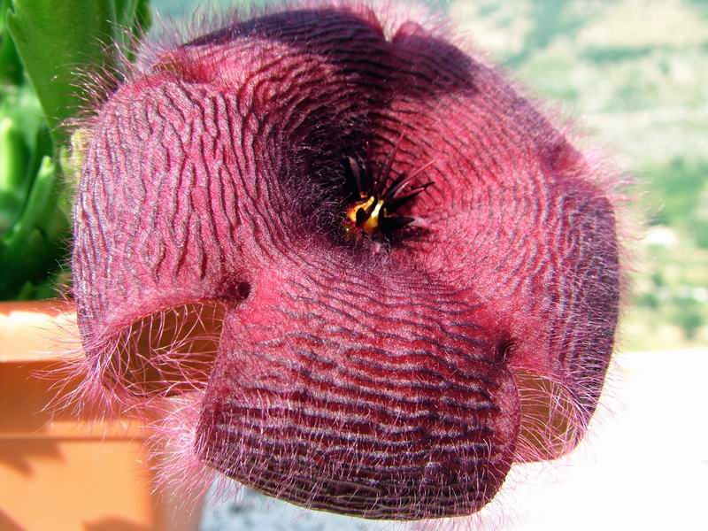 Stapelia grandiflora 