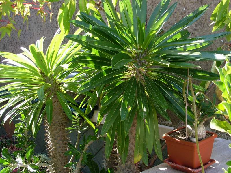 Pachypodium lamerei 