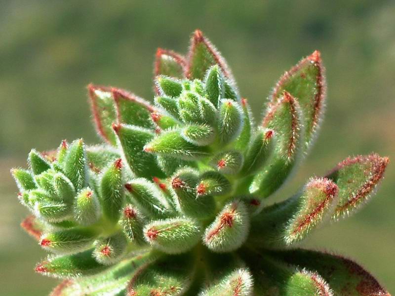 Echeveria setosa v. ciliata 