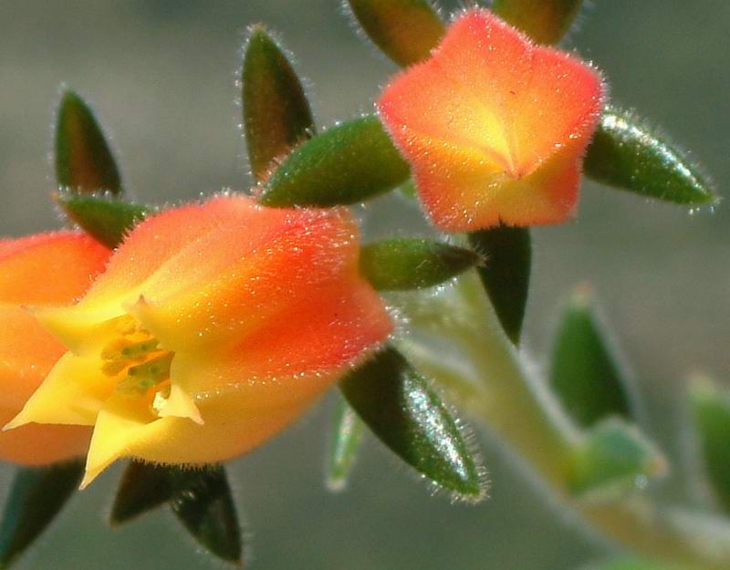 Echeveria setosa v. ciliata 