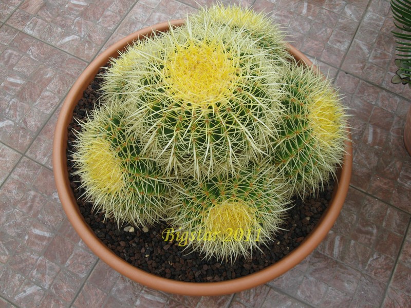 Echinocactus grusonii 