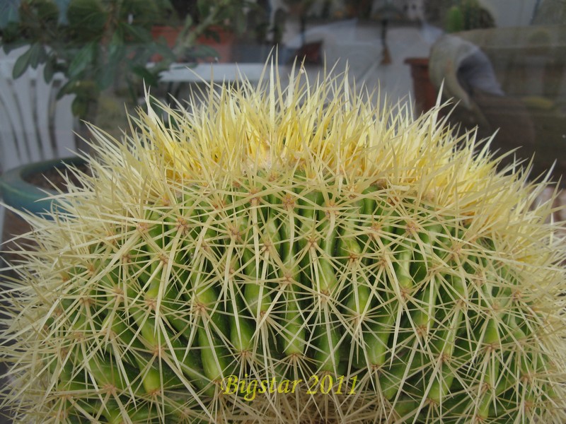 Echinocactus grusonii f. cristatus 