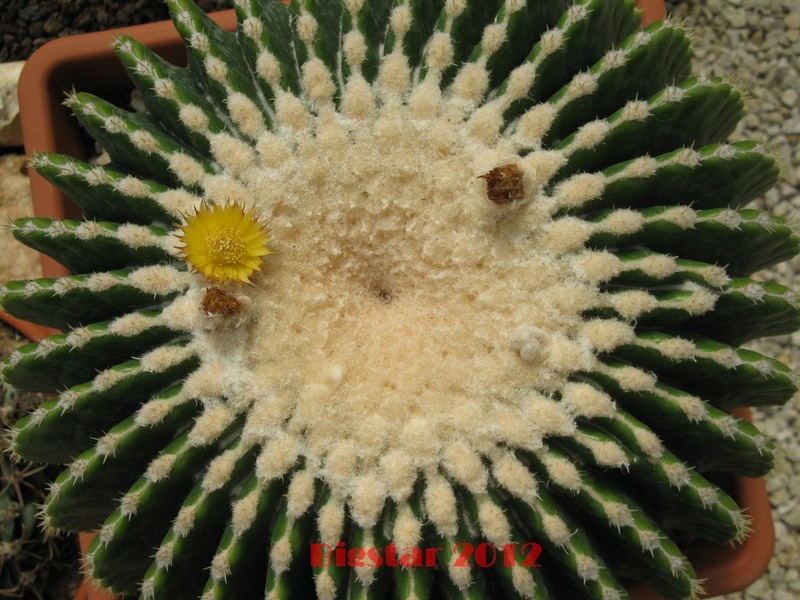 Echinocactus grusonii v. inermis 