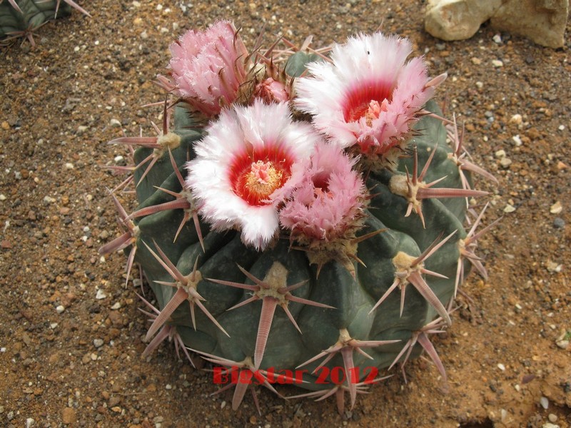Echinocactus texensis 