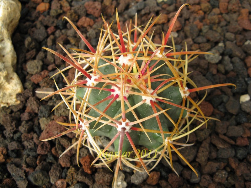 Ferocactus acanthodes v. eastwoodiae RP 74