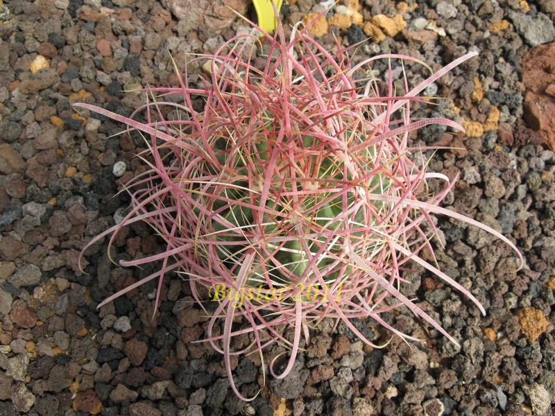 Ferocactus acanthodes v. tortulispinus 