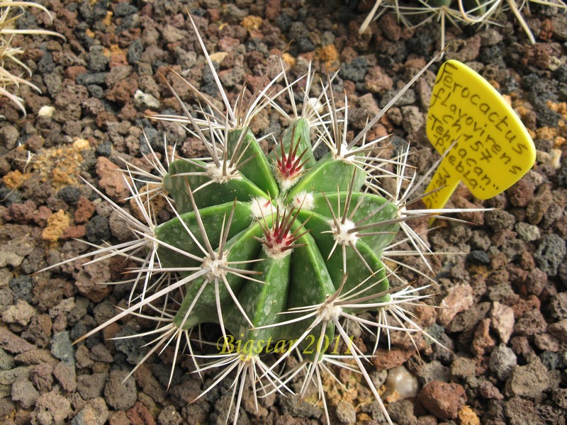 Ferocactus flavovirens CH 157