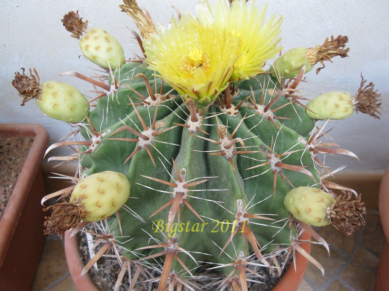 ferocactus herrerae cv. flavispinus