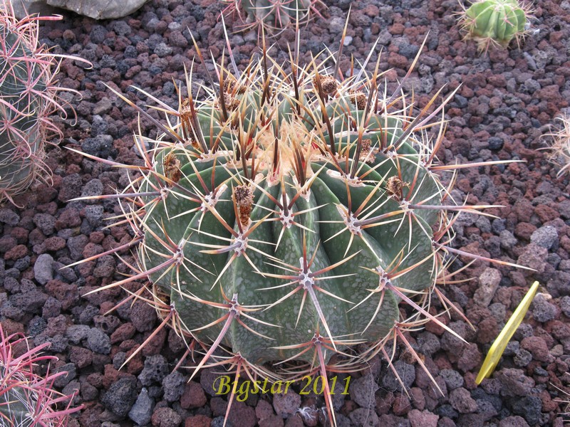 Ferocactus histrix ORB 2,10