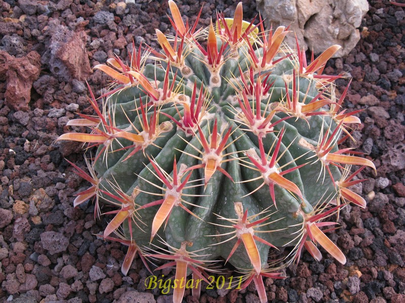 Ferocactus latispinus 