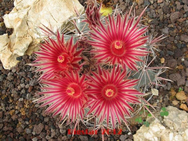 Ferocactus peninsulae v. townsendianus PP 151