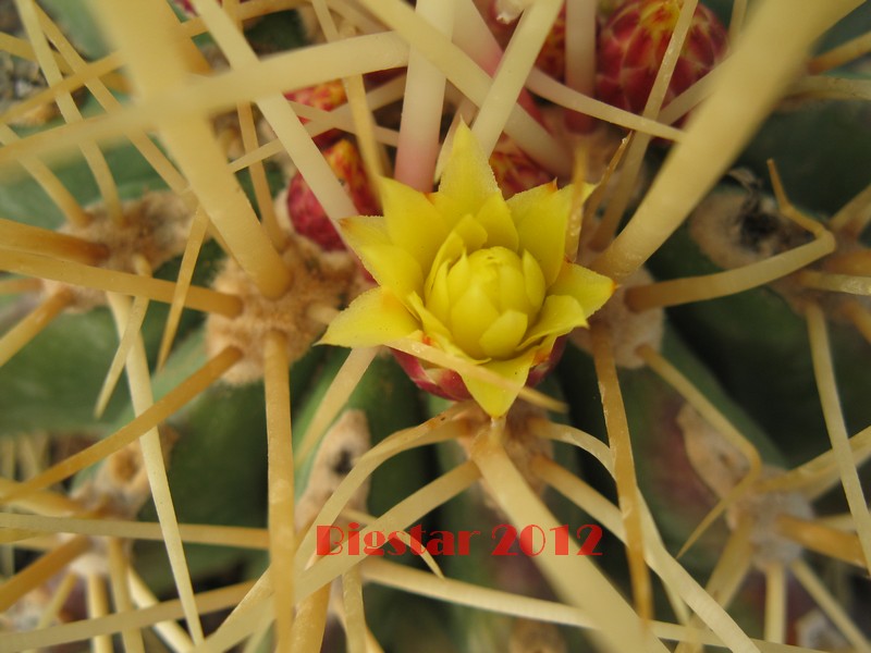 Ferocactus reppenhagenii 