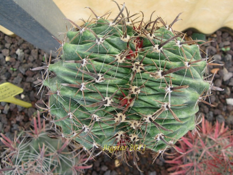 Ferocactus herrerae f. cristatus 