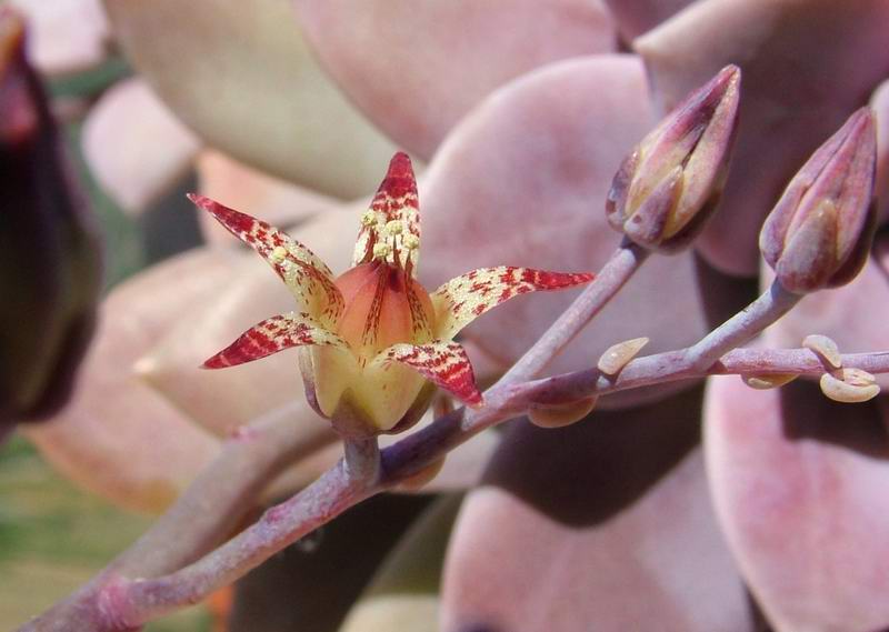 Graptopetalum superbum 