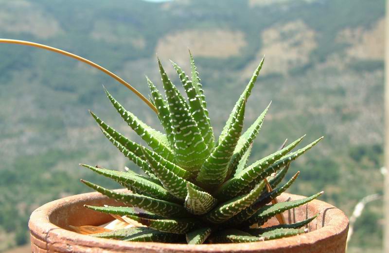 Haworthia attenuata 