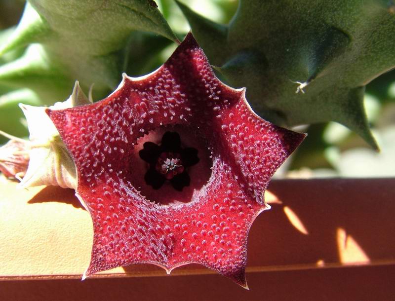 Huernia macrocarpa 