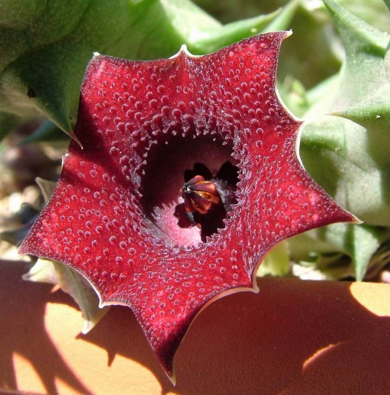 Huernia macrocarpa 