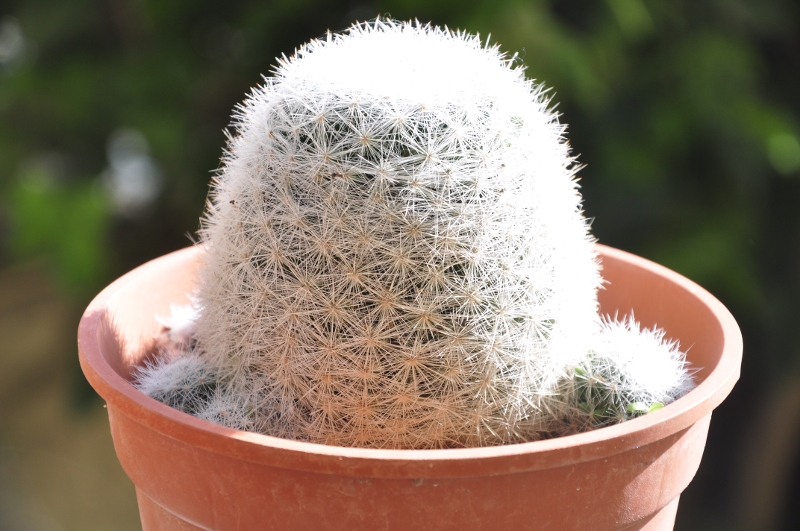 Mammillaria candida 