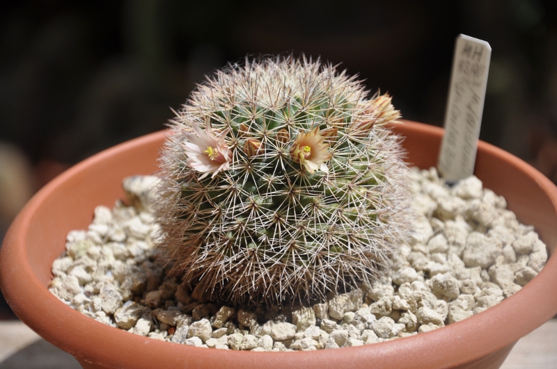 Mammillaria johnstonii MH 43/90