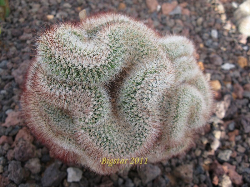 mammillaria spinosissima v. rubrispina f. cristata