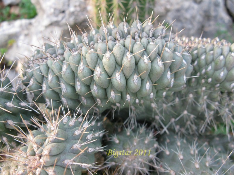 opuntia fulgida f. cristata