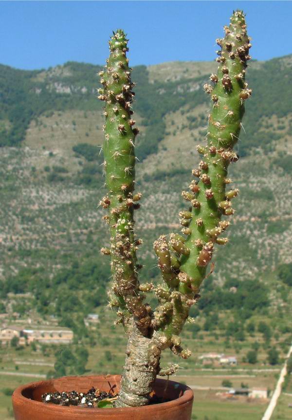 Opuntia subulata 