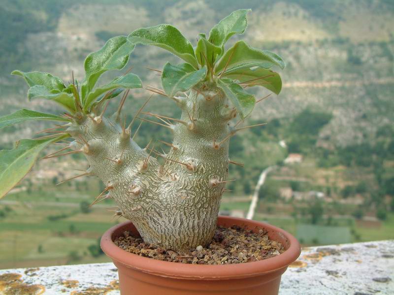 Pachypodium saundersii 