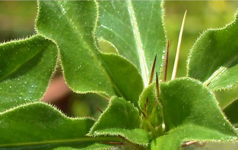 Pachypodium saundersii 