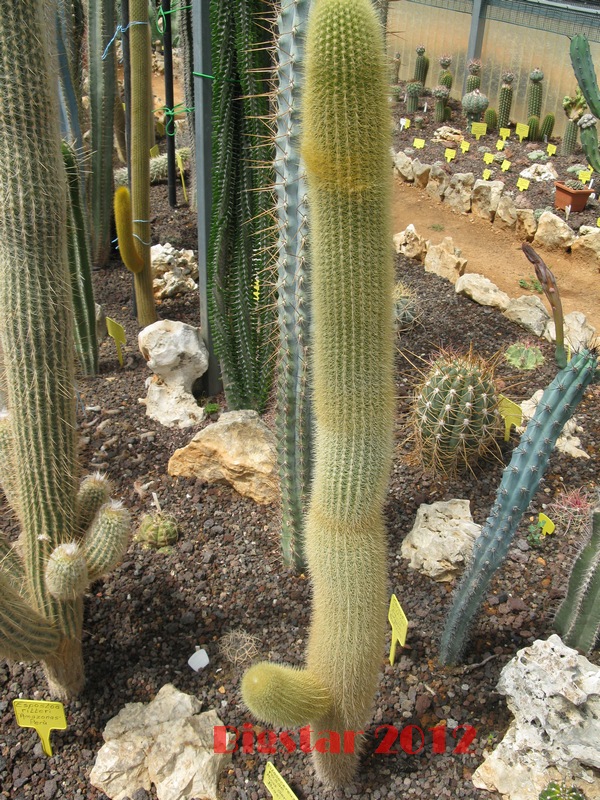 pilosocereus rosae