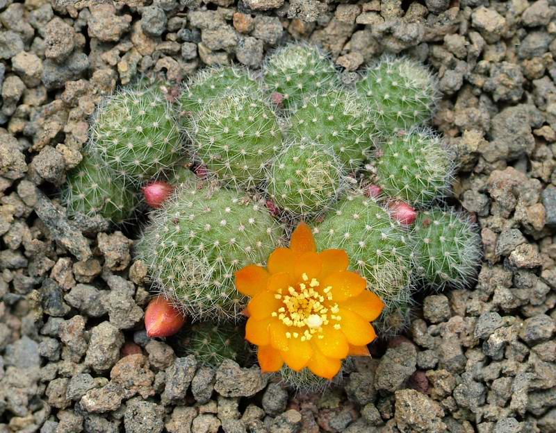 Rebutia fabrisii v. aureiflora 