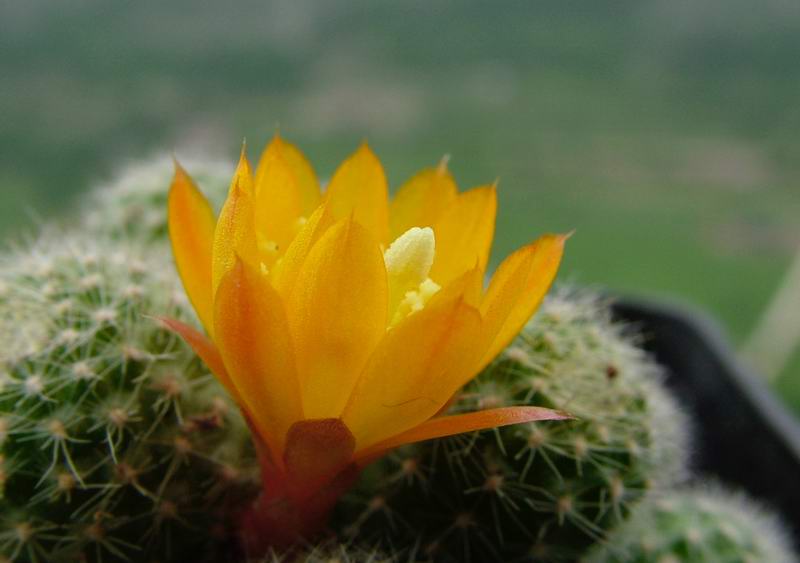 Rebutia fabrisii v. aureiflora 