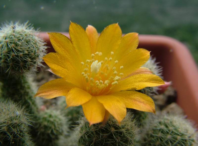 Rebutia fabrisii v. aureiflora 