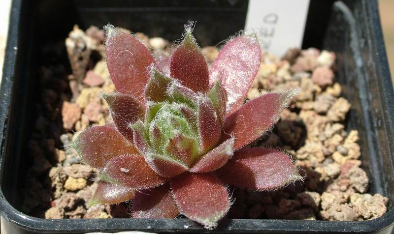 Sempervivum cv. 'red delta' 