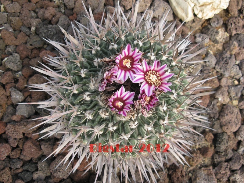Stenocactus  